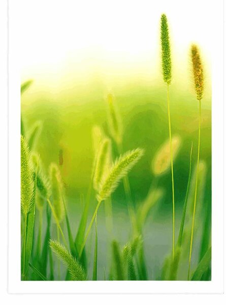 Poster lame de iarbă în design verde