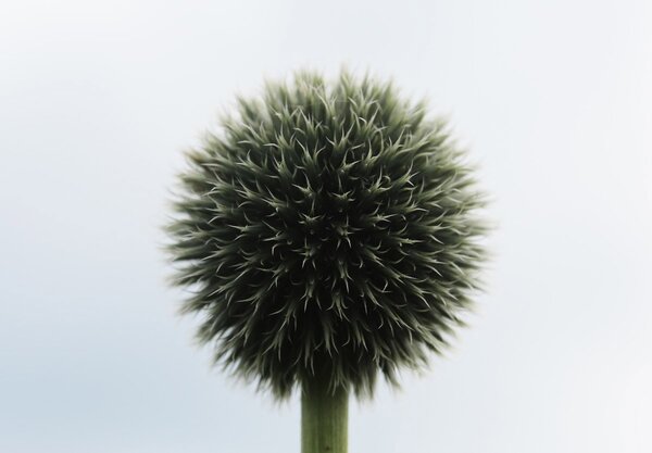Fototapet - Flori tropicale (147x102 cm)