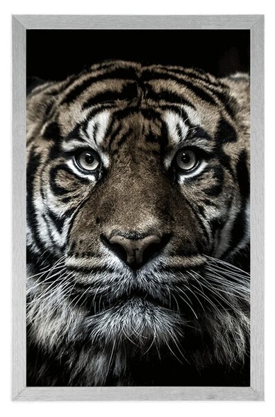 Poster tigru