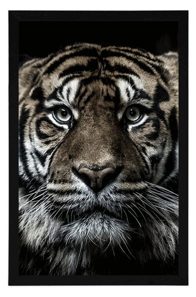 Poster tigru