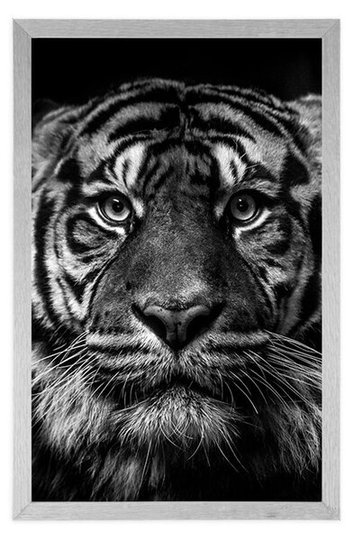 Poster tigri în design alb-negru
