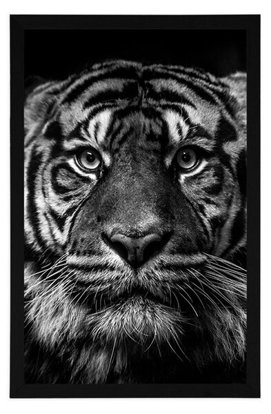 Poster tigri în design alb-negru