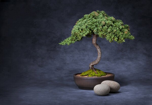 Fototapet - Bonsai (147x102 cm)