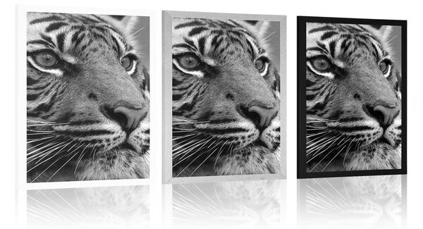 Poster tigru bengal în design alb-negru