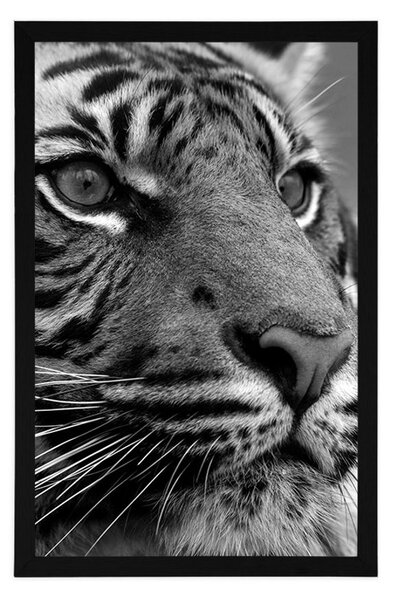 Poster tigru bengal în design alb-negru