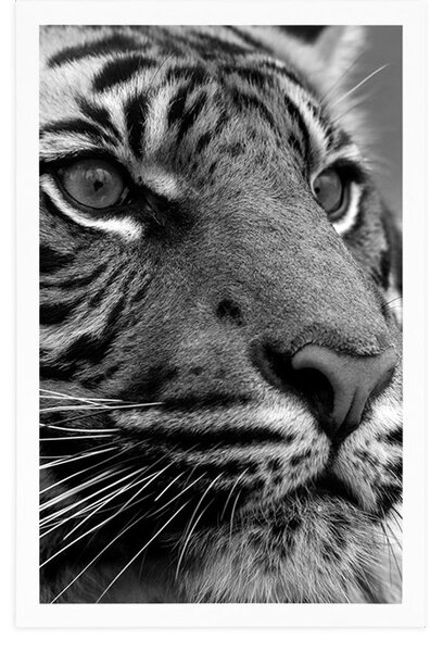 Poster tigru bengal în design alb-negru