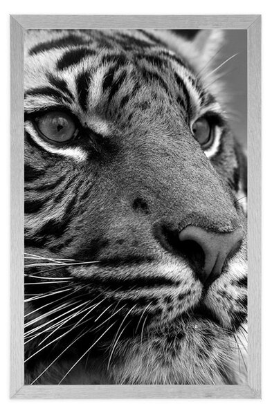 Poster tigru bengal în design alb-negru