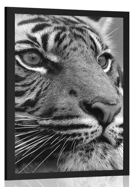 Poster tigru bengal în design alb-negru