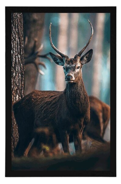 Poster cerb în pădure