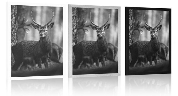 Poster cerb în pădure în design alb-negru
