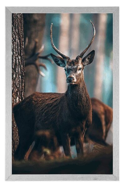 Poster cerb în pădure