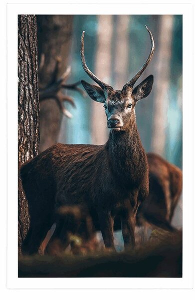 Poster cerb în pădure