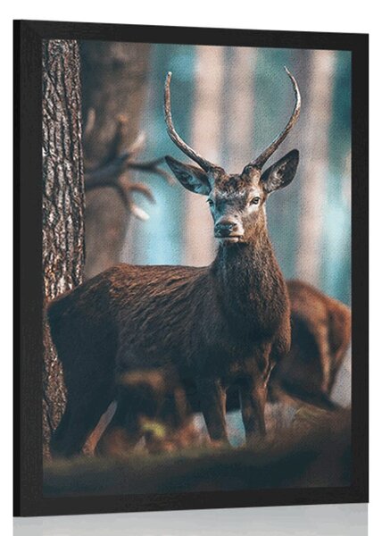 Poster cerb în pădure