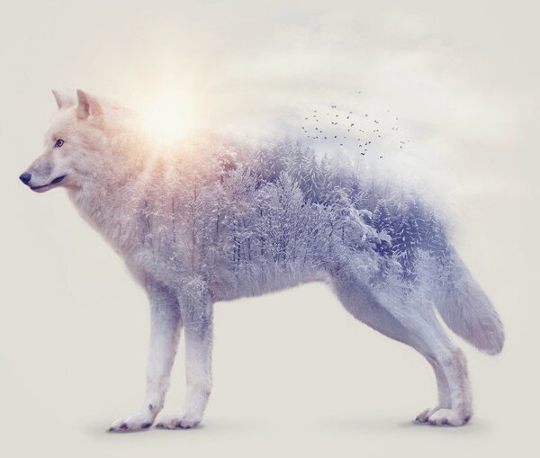 Fototapet - Lupul arctic oglindind peisajul sălbatic (147x102 cm)