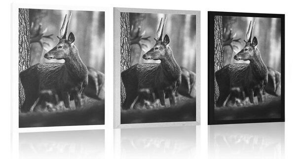 Poster cerb în pădure de pini în design alb-negru
