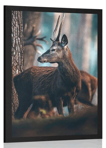 Poster cerb în pădure de pini