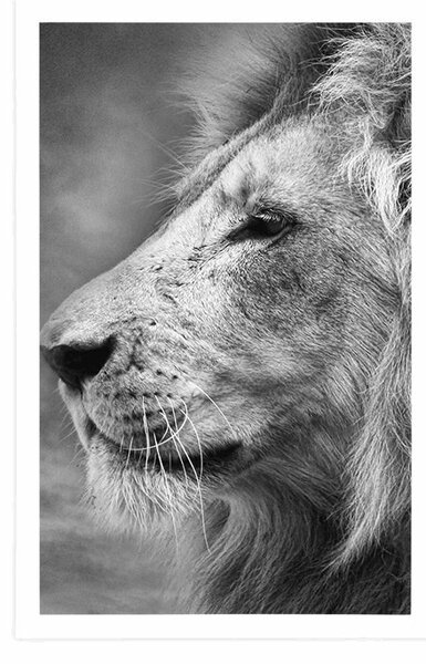 Poster leul african în design alb-negru