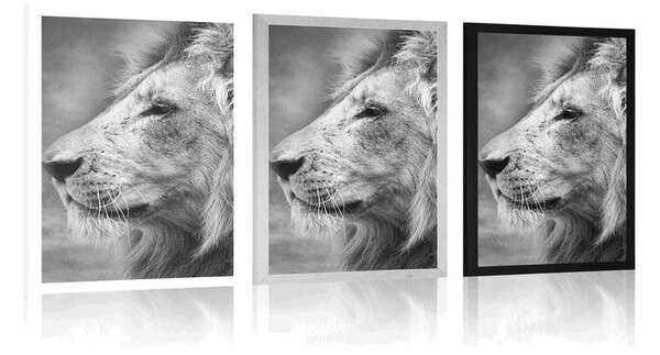 Poster leul african în design alb-negru