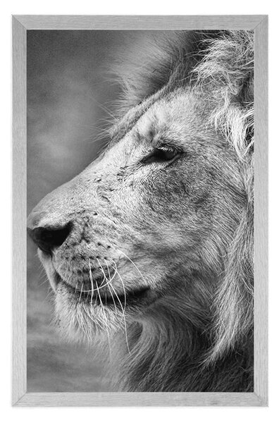 Poster leul african în design alb-negru