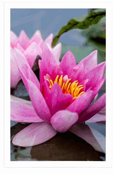 Poster floare roz de lotus