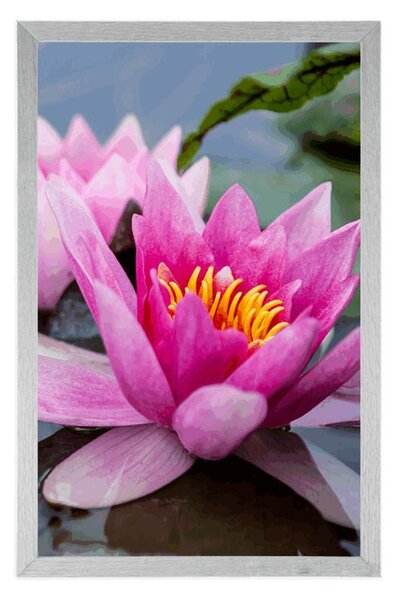Poster floare roz de lotus