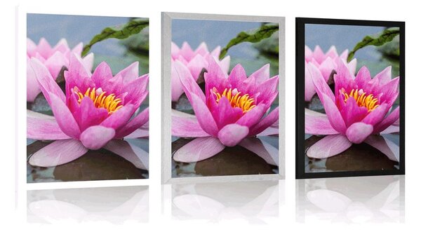 Poster floare roz de lotus