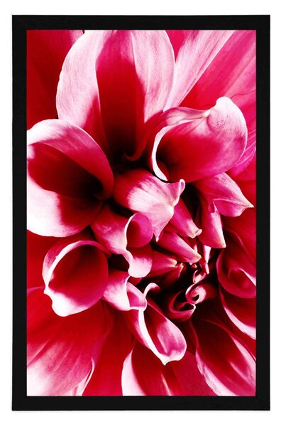 Poster floare roz