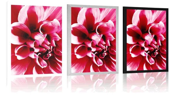 Poster floare roz