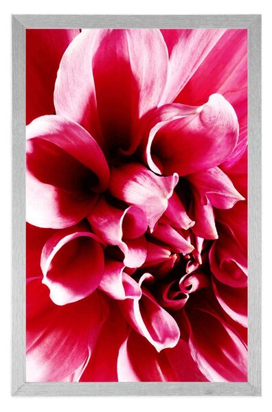 Poster floare roz