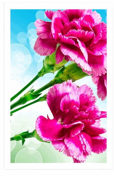 Poster floare de garoafă