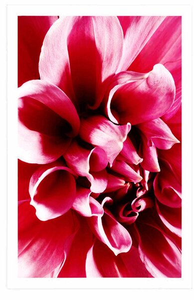 Poster floare roz