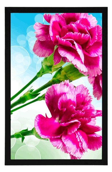 Poster floare de garoafă