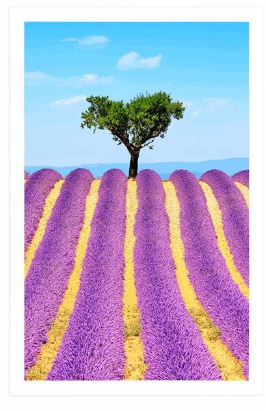 Poster câmpuri provensale de lavandă