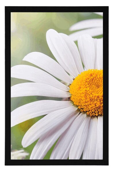 Poster flori de margarete