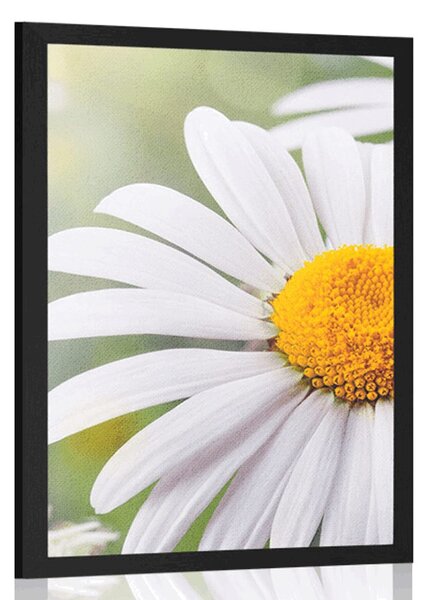 Poster flori de margarete