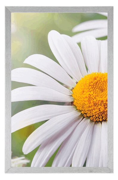 Poster flori de margarete