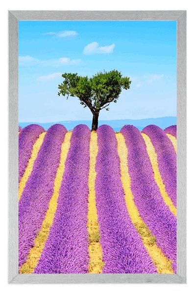 Poster câmpuri provensale de lavandă