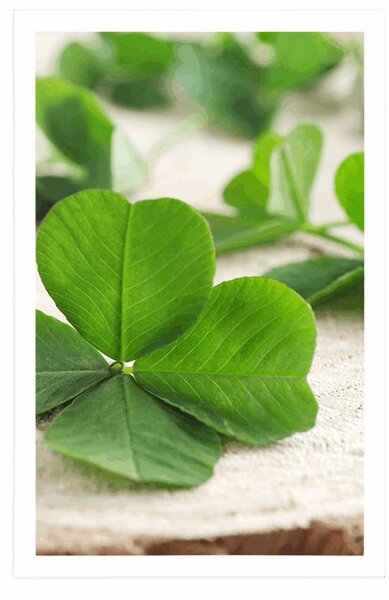 Poster trifoi cu patru foi verde
