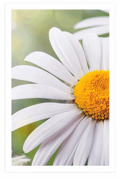 Poster flori de margarete