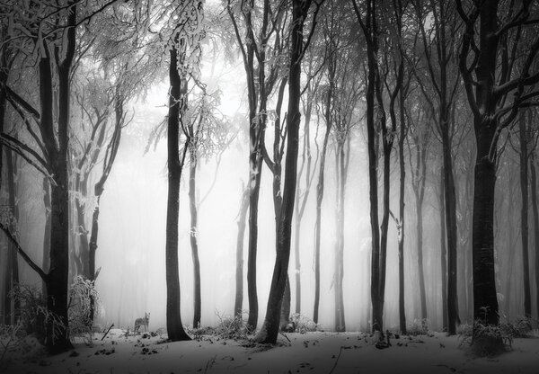 Fototapet - Pădure întunecată cu un lup (147x102 cm)