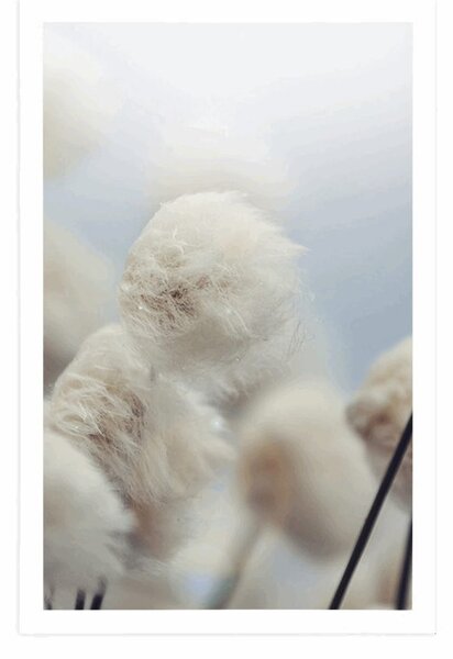 Poster flori de bumbac arctice