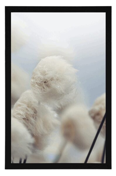 Poster flori de bumbac arctice