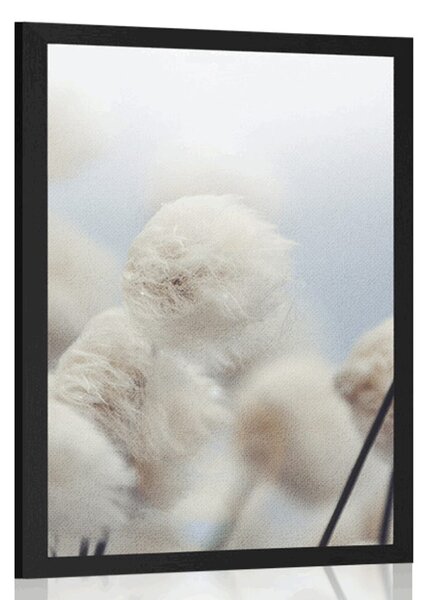 Poster flori de bumbac arctice