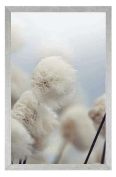Poster flori de bumbac arctice