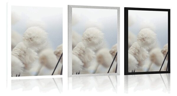 Poster flori de bumbac arctice