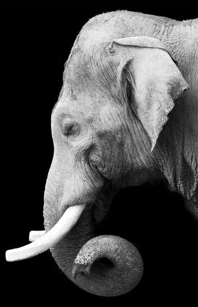 Fototapet - Elefant, alb și negru (147x102 cm)