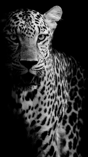 Fototapet - Portret de leopard (147x102 cm)