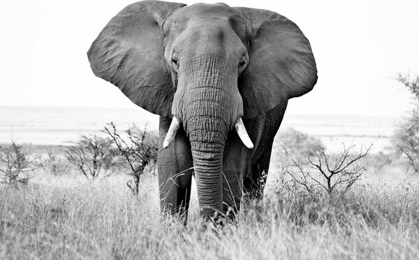 Fototapet - Elefant african (147x102 cm)