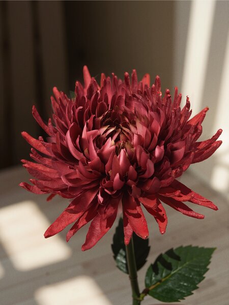 Sinsay - Plantă artificială decorativă - roșu