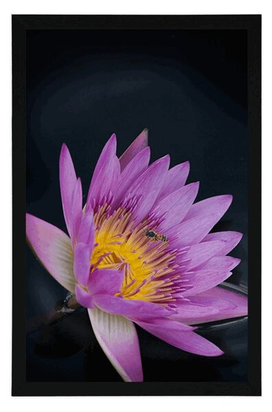 Poster floare de luncă